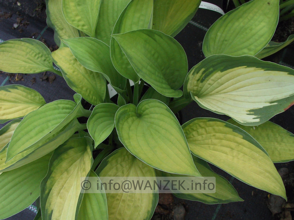 Hosta fortunei Gold Standard 09.JPG